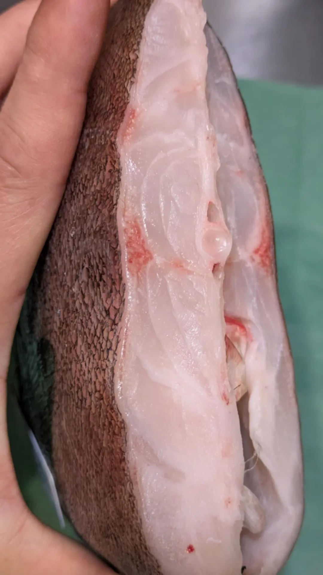 炙り刺しがオススメの魚