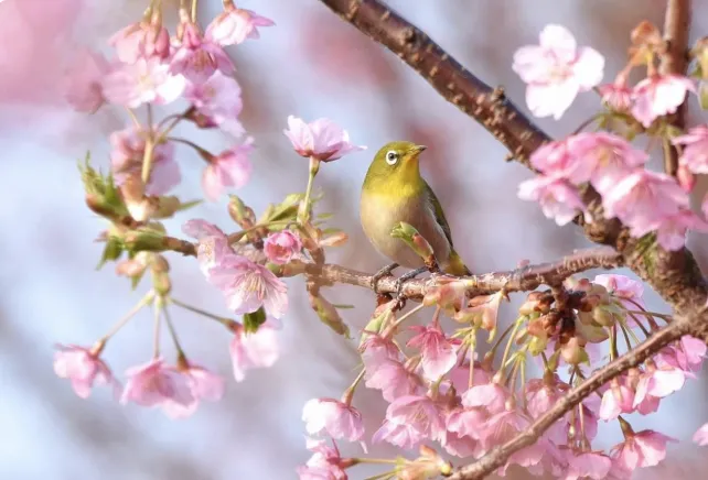 福岡の河津桜　Cherry Blossoms Public Viewing