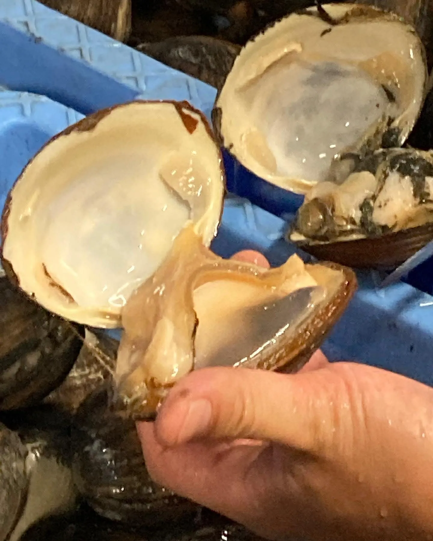 ウバガイって知ってる???