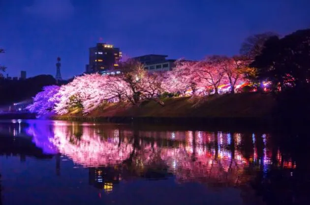 2026年福岡桜情報　Fukuoka City　Cherry Blossom Information