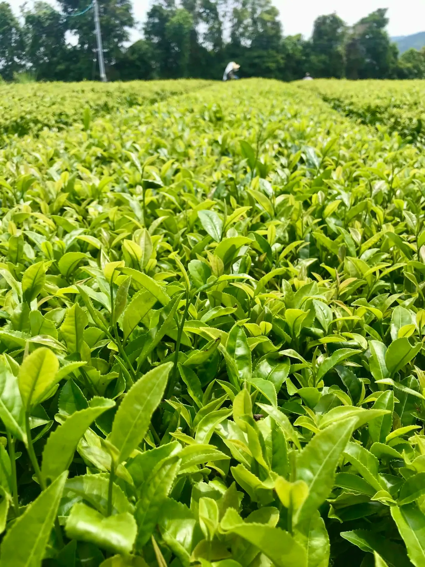 5月の福岡博多と九州