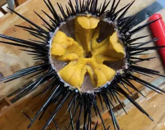 熊本天草産極上うに　Sea Urchin