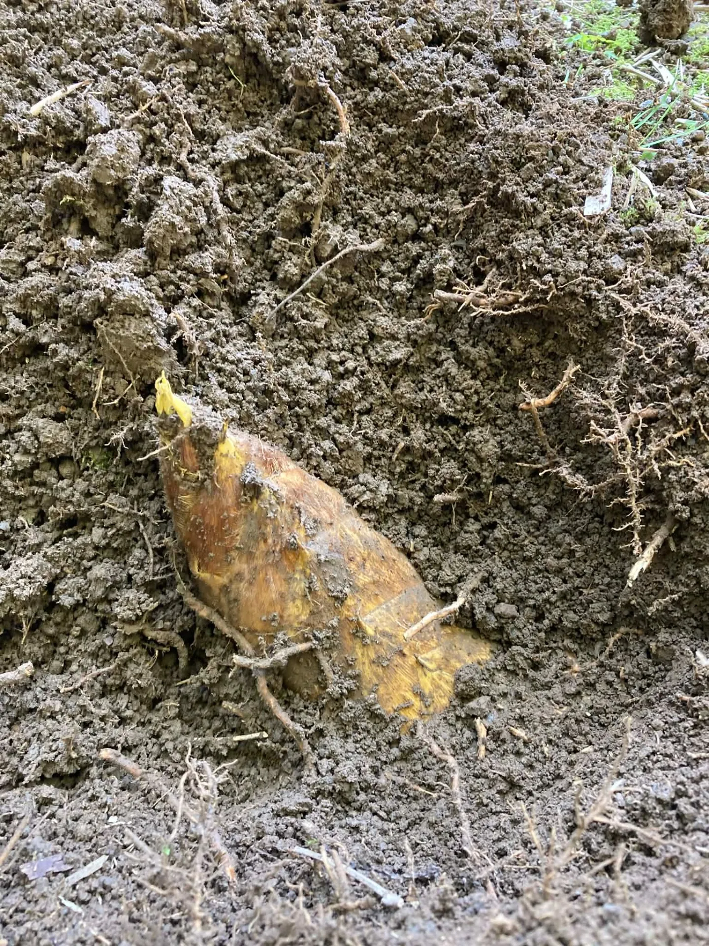 宮内庁御用タケノコ　最高の品質