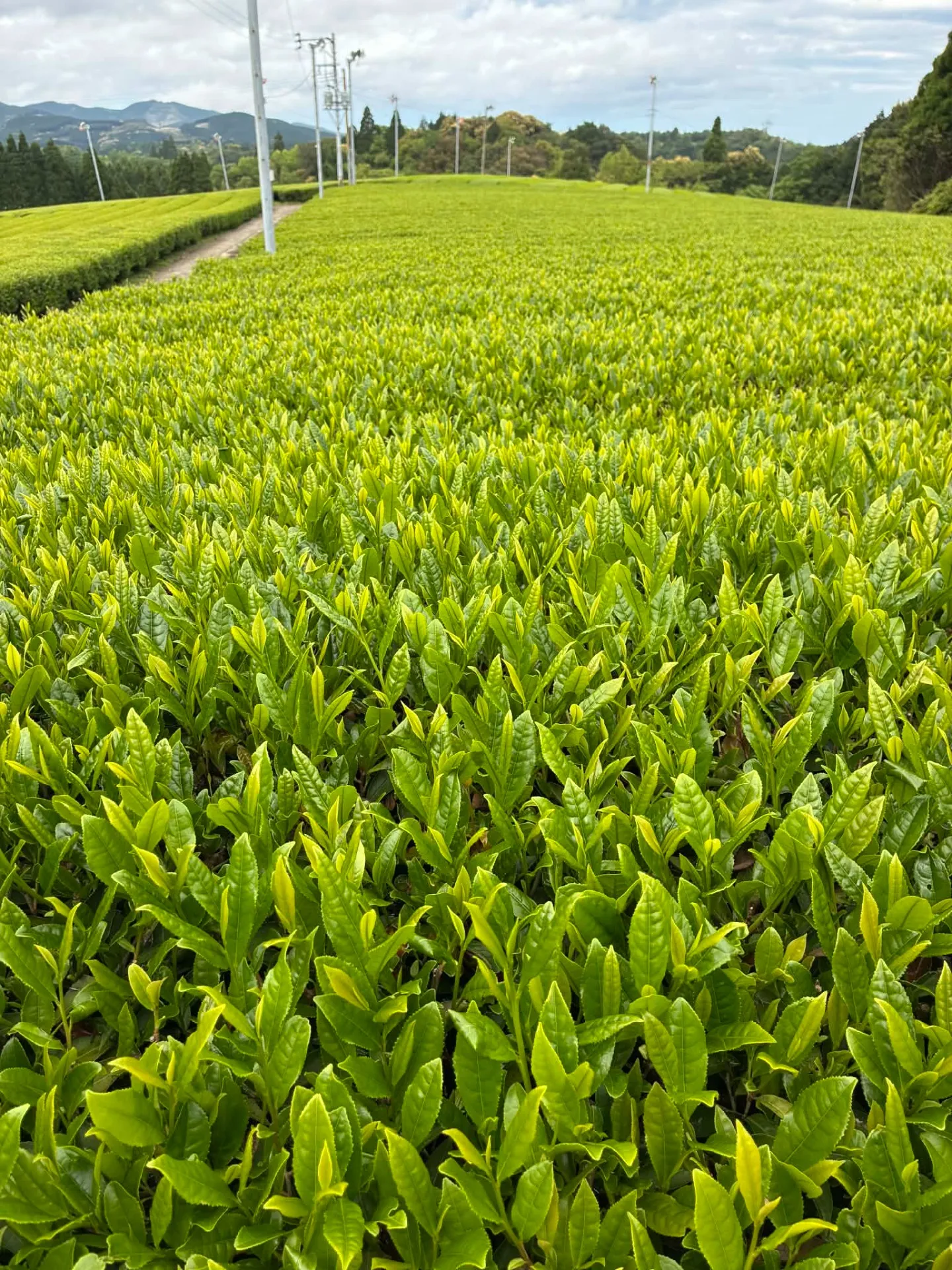 新茶の時期　無農薬栽培のお茶