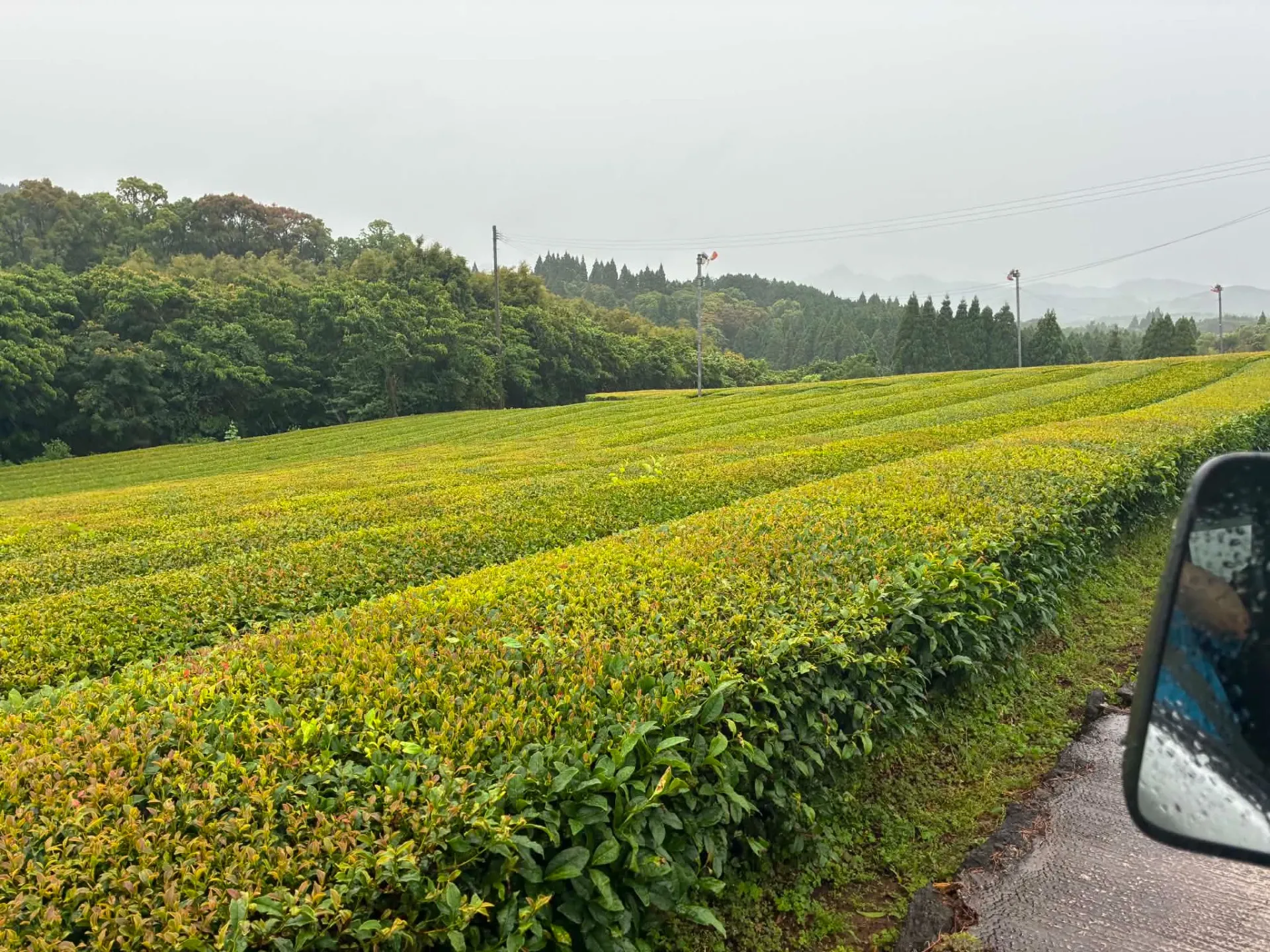100年前から始まったお茶農園　An organic tea plantation with a history dating back 100 years: 