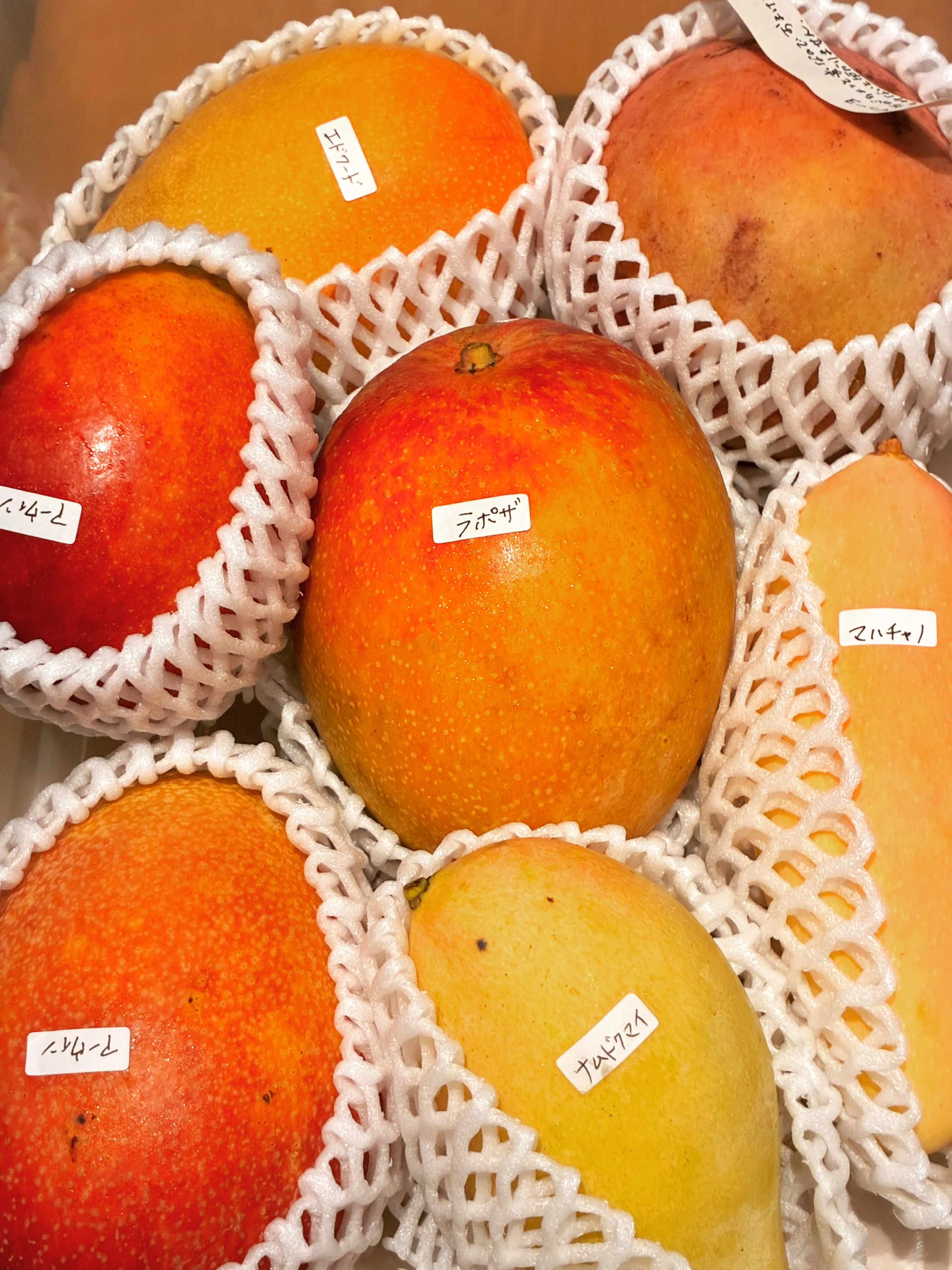 マンゴー6品種🥭six varieties of mango...