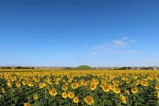 福岡出かけスポット　Fukuoka Travel Guide】初秋の風物詩！約50万本のひまわりが咲き誇る「柳川ひまわり園」へ   Early Autumn Splendor: 500,000 Sunflowers at Yanagawa Sunflower Park