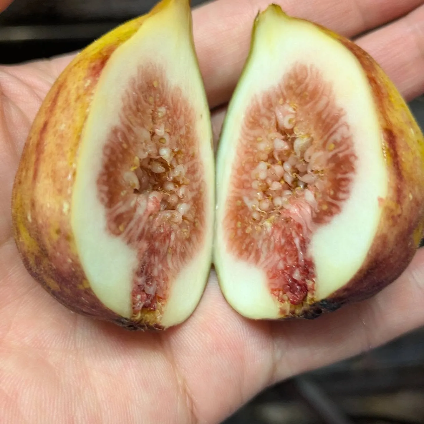 ✨イチジク/Fig