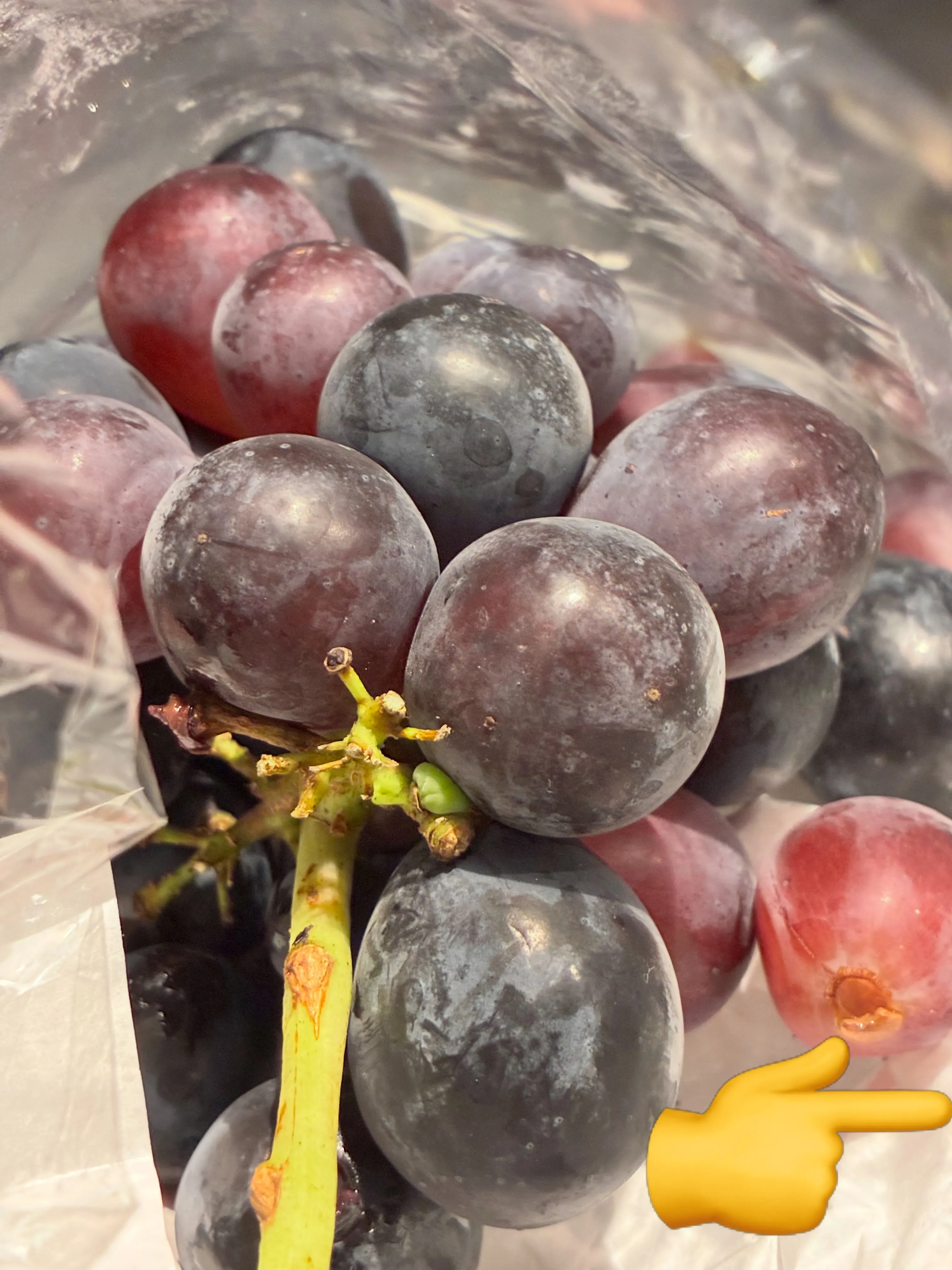 🍇長野産4種類のブドウ