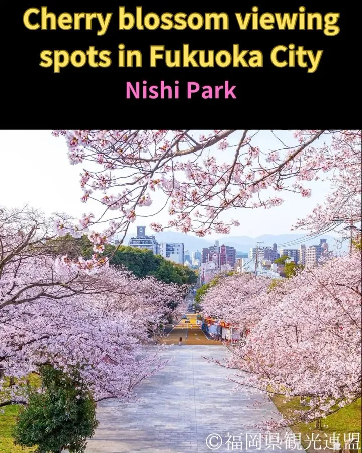 🌸桜名所　西公園🌸