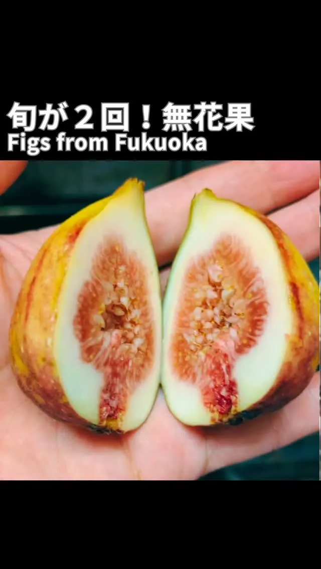 ✨イチジク／Fig
