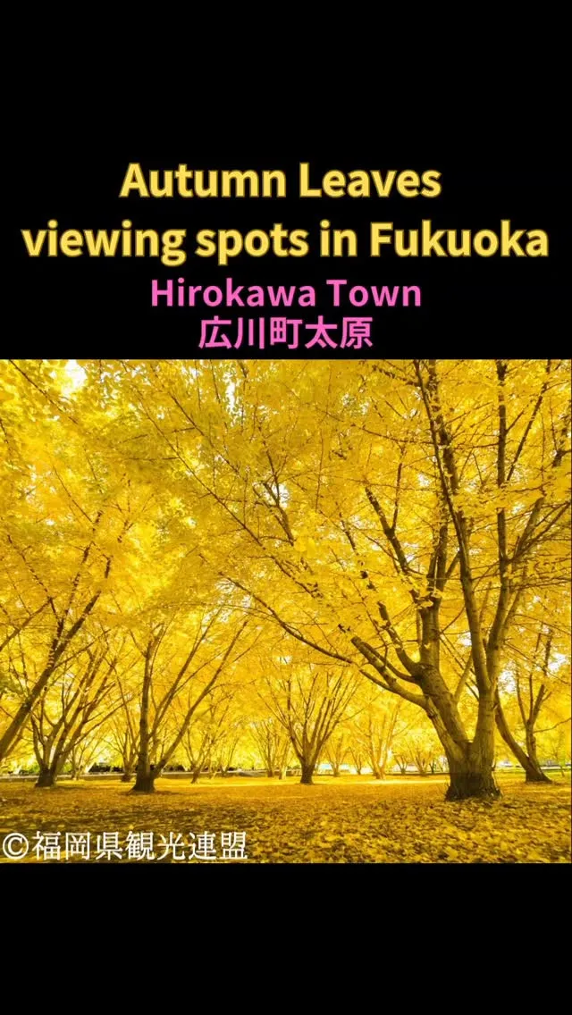 ✨広川町　太原のイチョウ