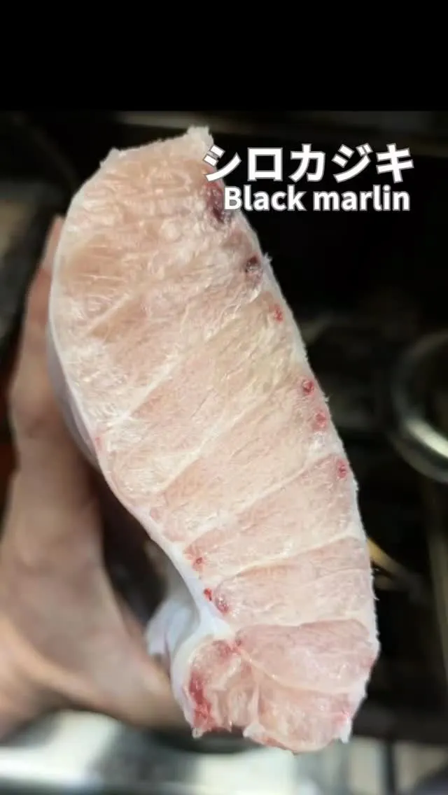 「シロカジキ(白梶木)」は、英語で Black marlin...