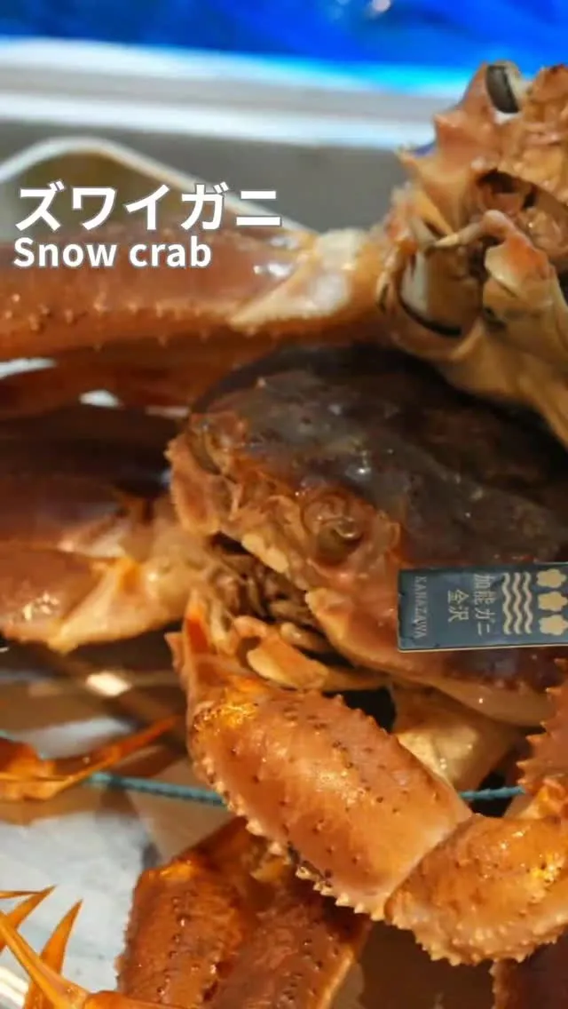 ✨ズワイガニ／snow crab