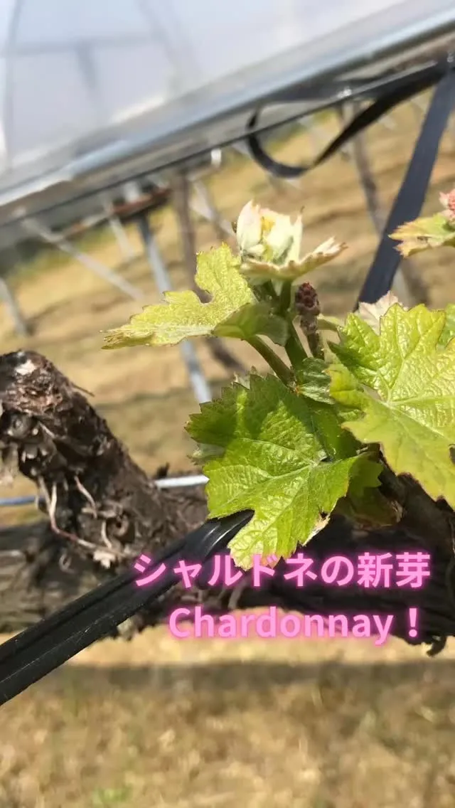 日本を代表するワイナリー