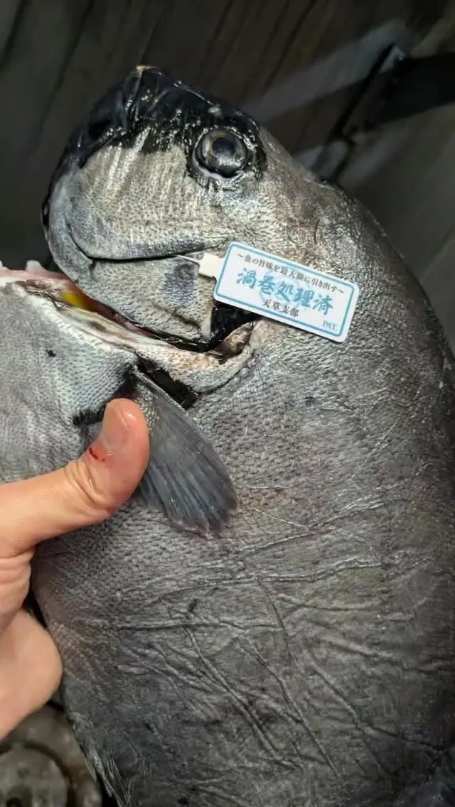 ✨️石鯛／Striped beakfish