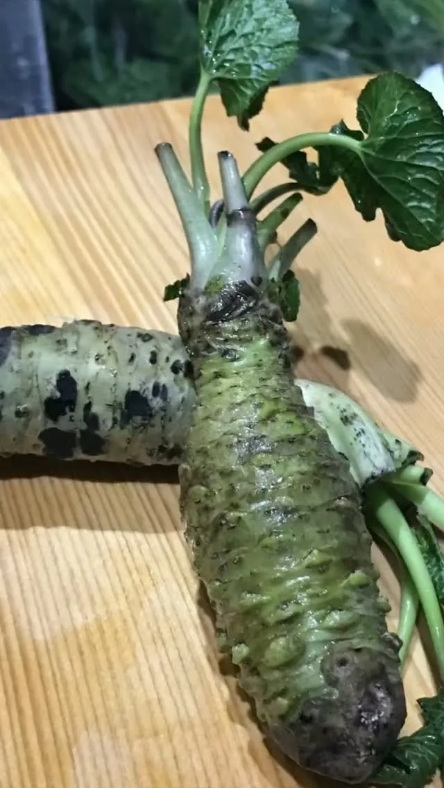 Discover the Art of Real Wasabi (Hon-Wasabi) at MAIZURU KITCHEN　　　Looking for the Best Restaurants in Fukuoka? Discover Authentic, Additive-Free Omakase at MAIZURU KITCHEN